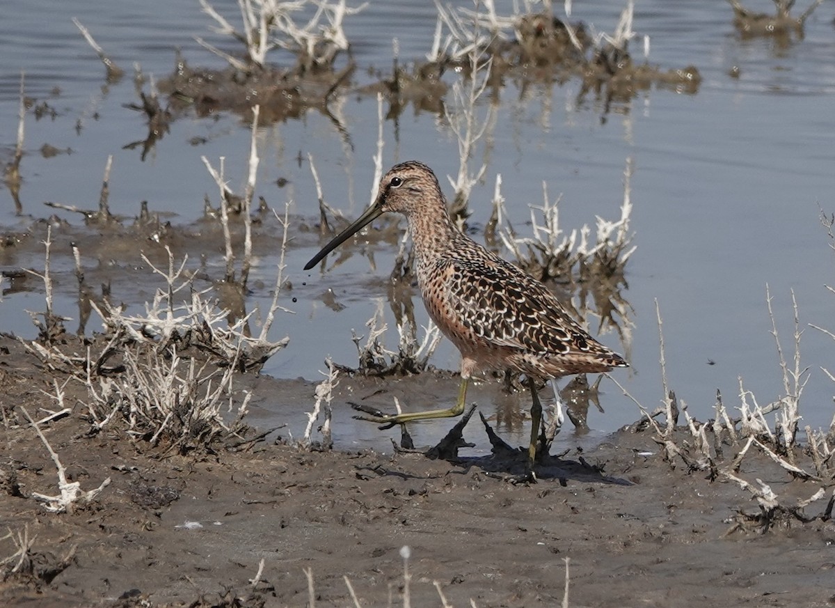 Long-billed Dowitcher - ML498149531