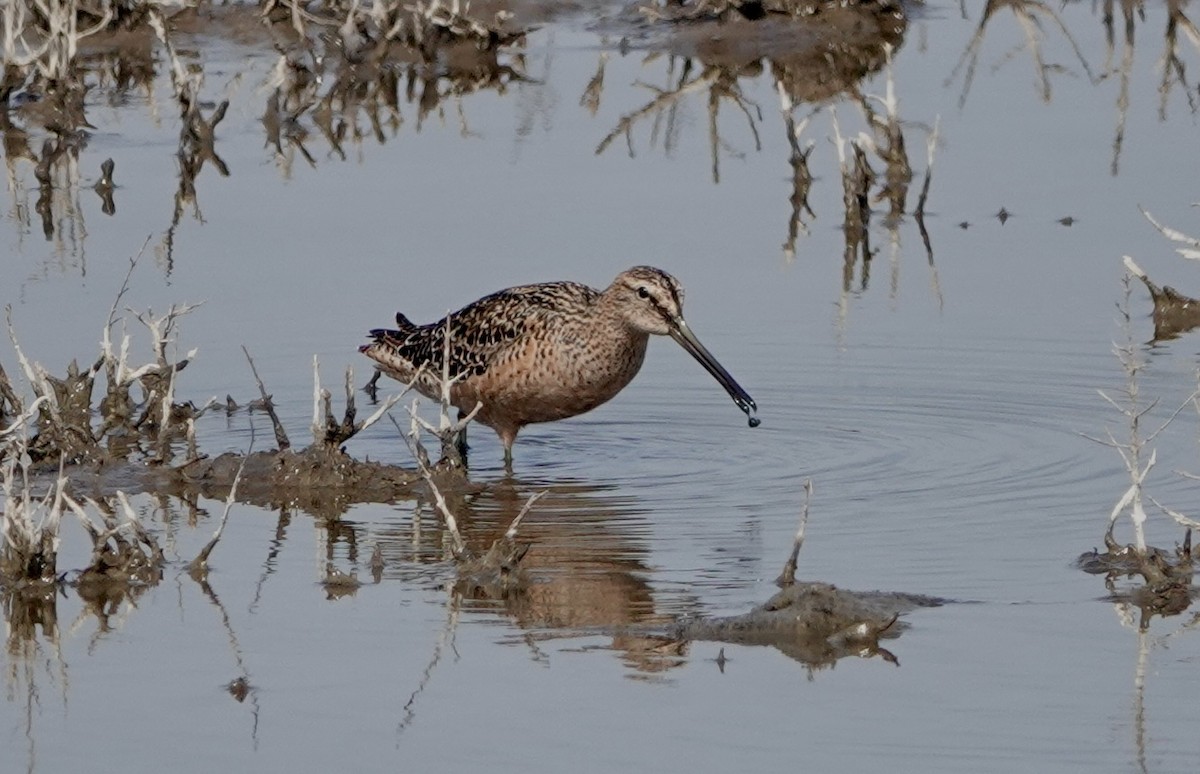Long-billed Dowitcher - ML498149541