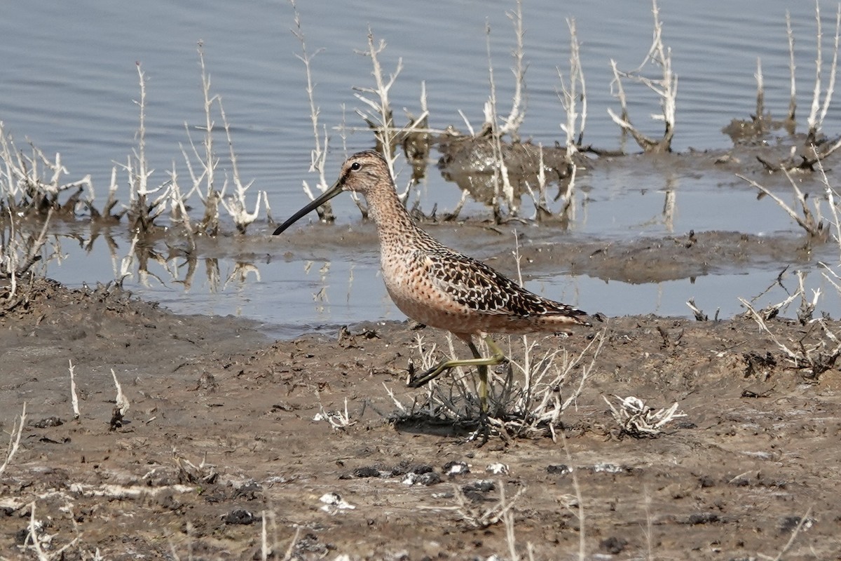 Long-billed Dowitcher - ML498149551