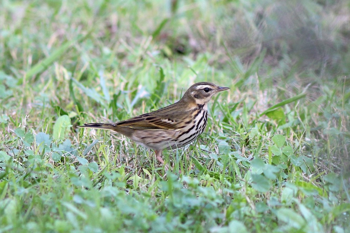 Olive-backed Pipit - ML498159801