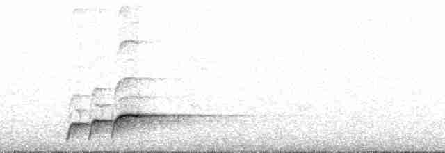 svartbuskvarsler (fuelleborni) - ML49816