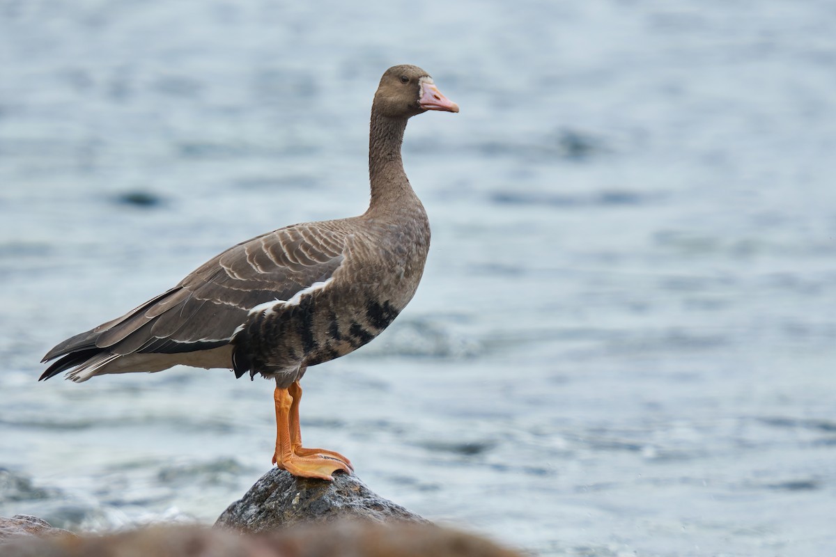 Greater White-fronted Goose - ML498164741