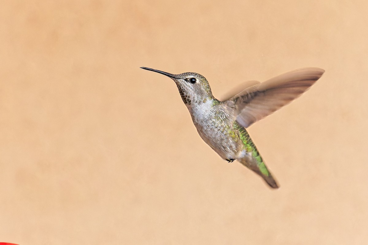 Anna's Hummingbird - Bob Walker