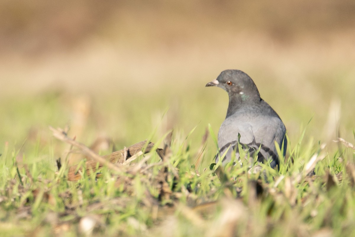 Rock Pigeon (Feral Pigeon) - nick landers