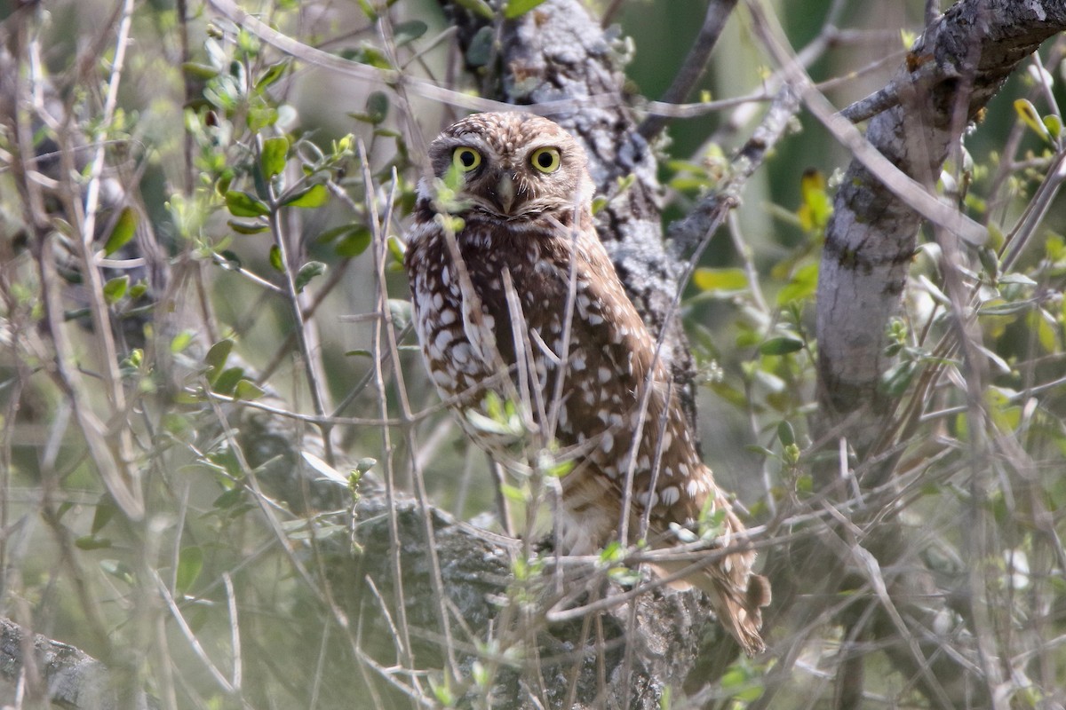Burrowing Owl - darrell Cochran