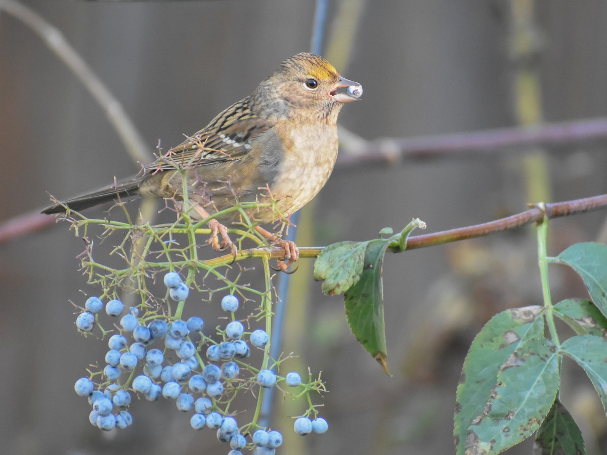 Golden-crowned Sparrow - ML498174431