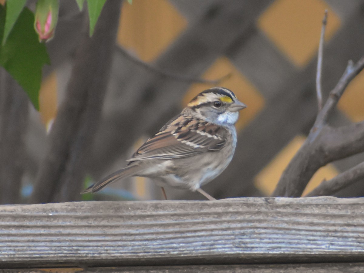 White-throated Sparrow - ML498174591