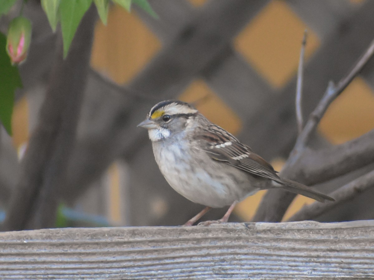 White-throated Sparrow - ML498174611