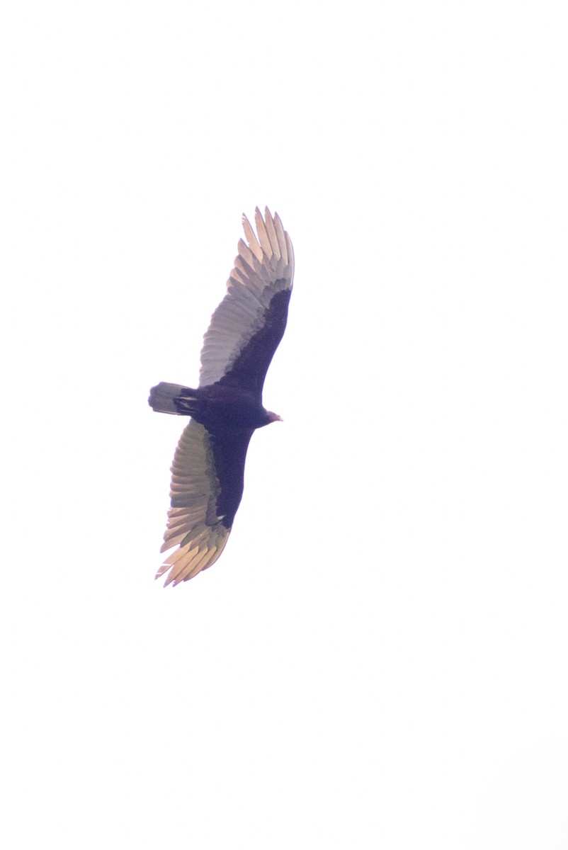 Turkey Vulture - ML498176981