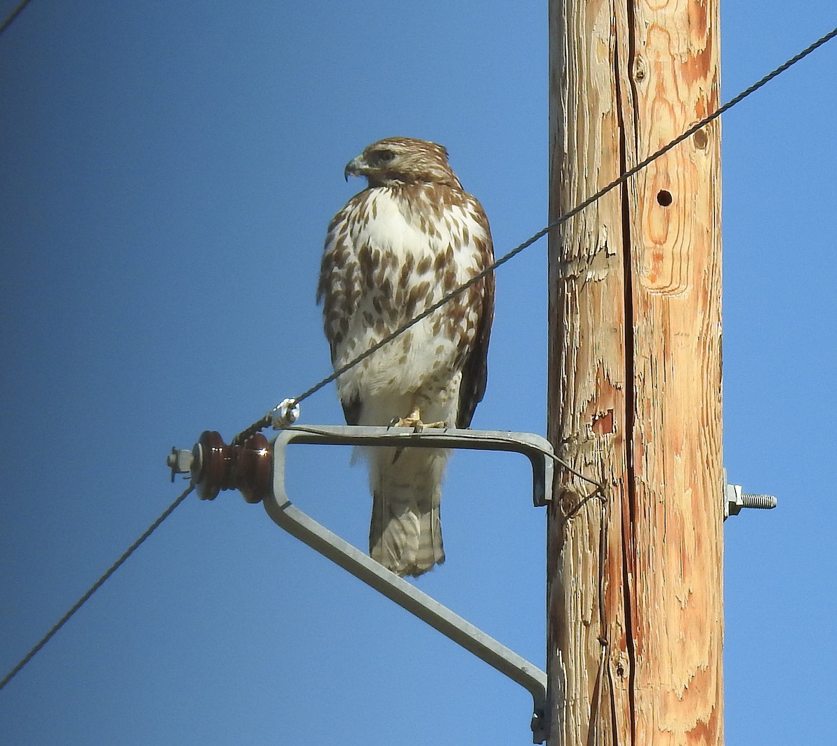 Red-tailed Hawk - ML49817711