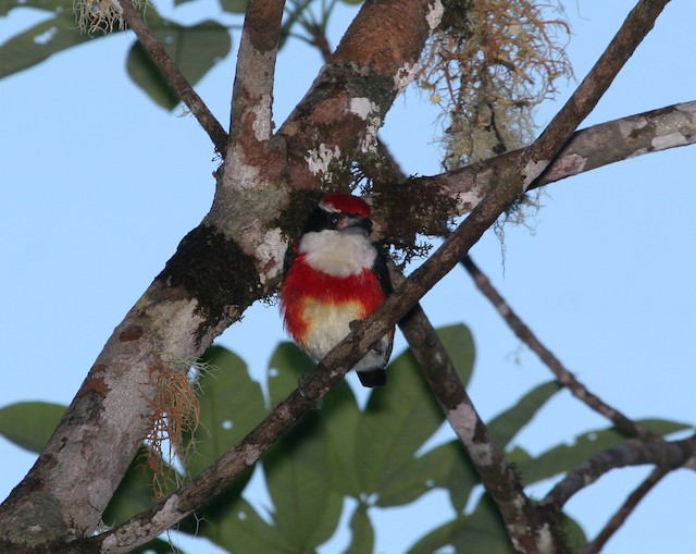 Adult. - Sira Barbet - 