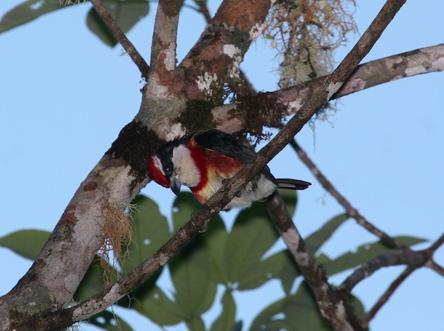 Adult. - Sira Barbet - 