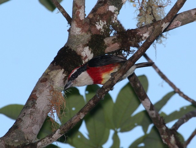 Adult. - Sira Barbet - 