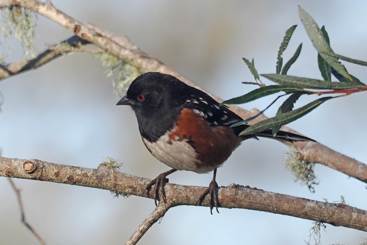 Spotted Towhee - ML498183041