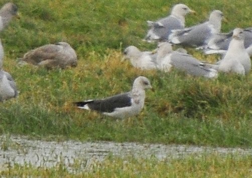 Lesser Black-backed Gull - Gord Gadsden