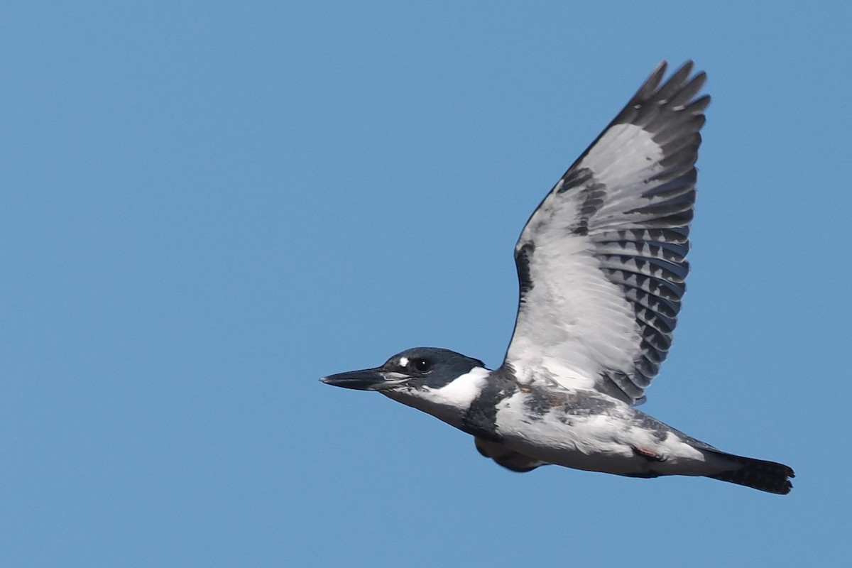 Belted Kingfisher - Donna Pomeroy