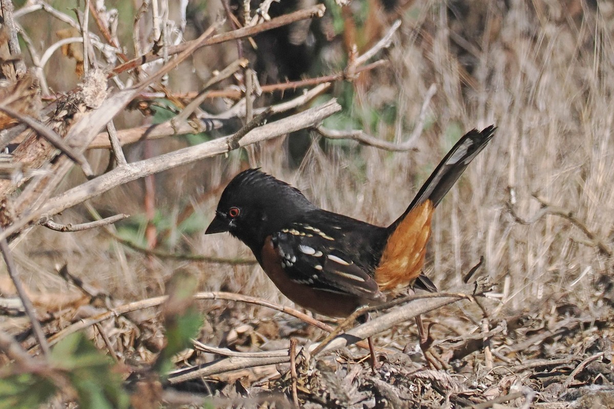Spotted Towhee - ML498184531