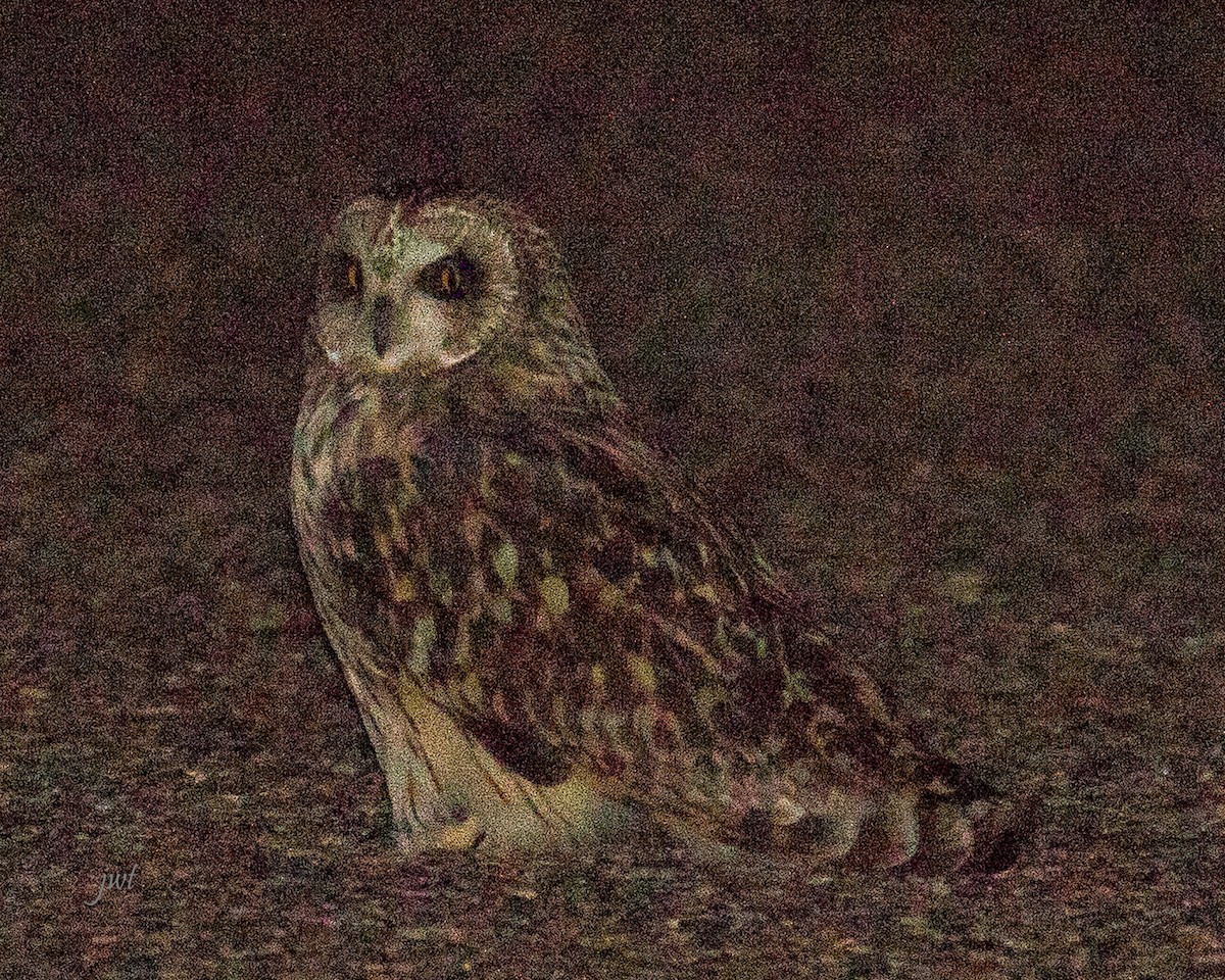 Short-eared Owl - Janeal W. Thompson
