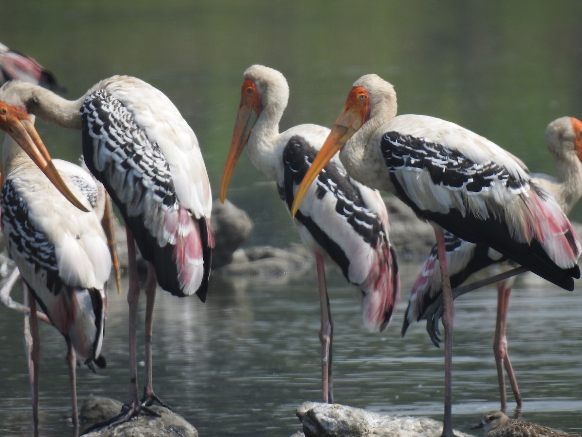 Painted Stork - Ravi naidu