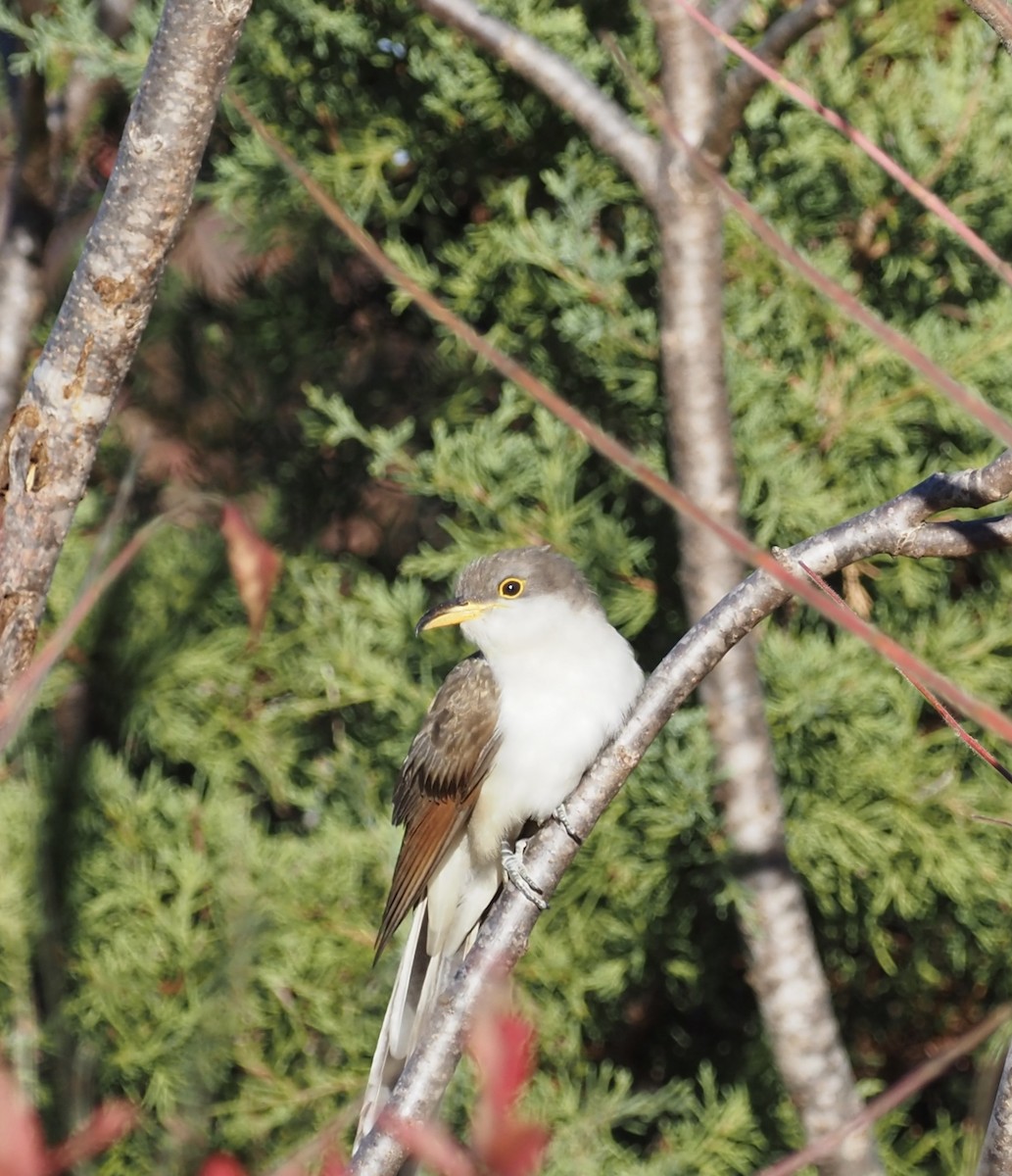 Yellow-billed Cuckoo - ML498195911