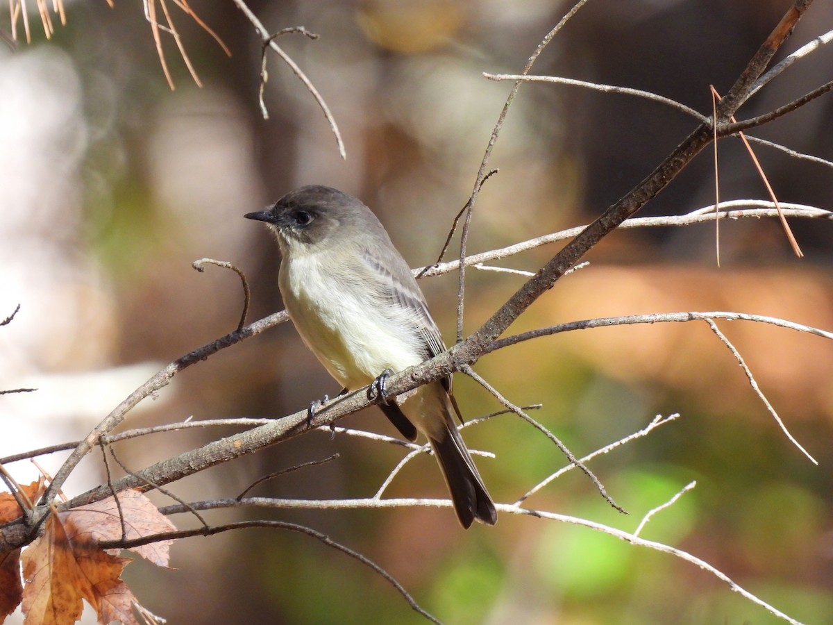 Mass Audubon eBird Checklist 27 Oct 2022 Broadmoor Wildlife