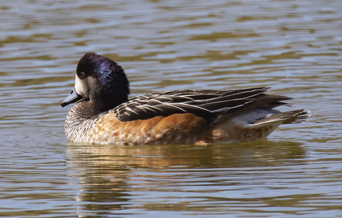 Chiloe Wigeon - Annick Morgenthaler