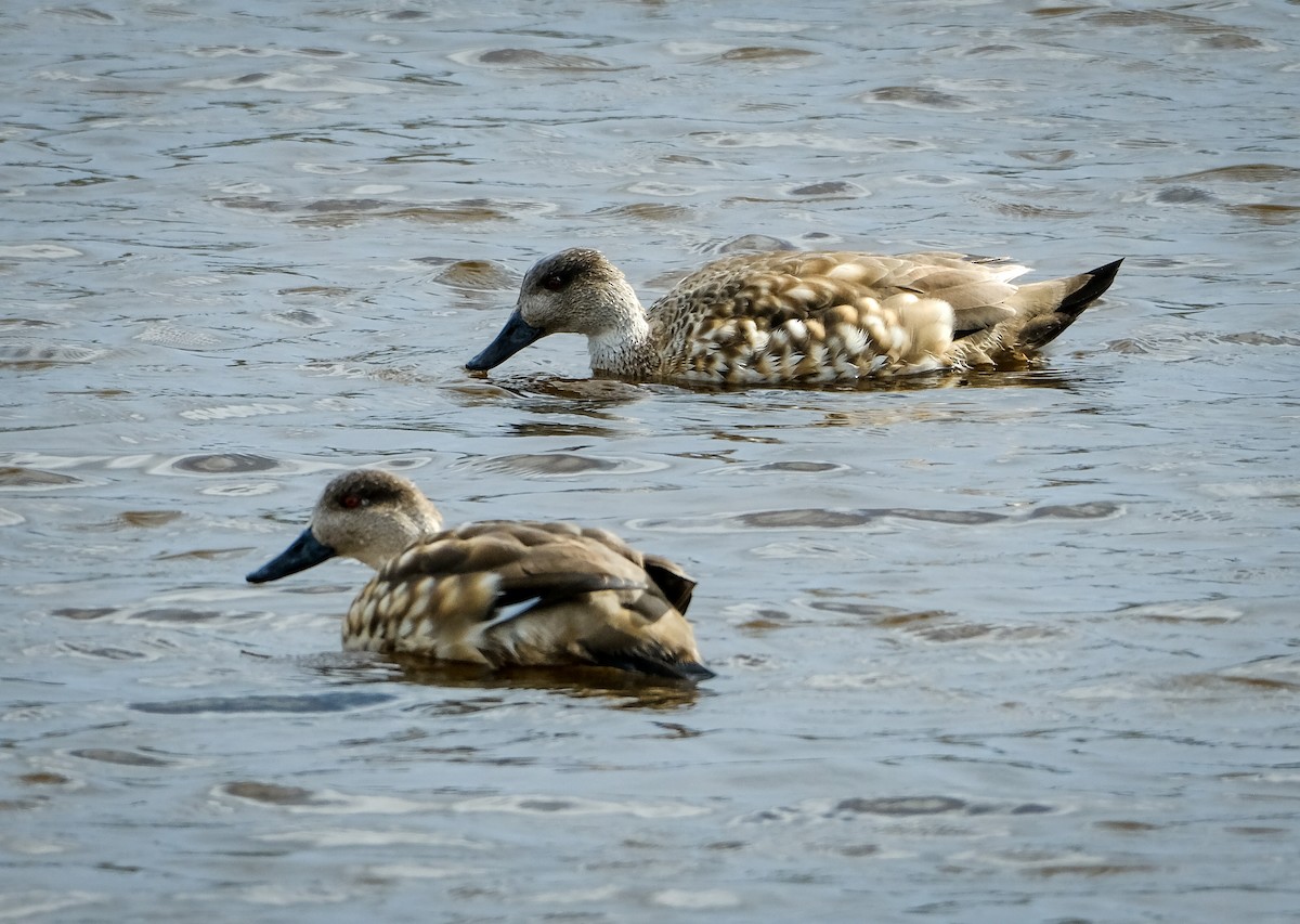 Crested Duck - ML498202241