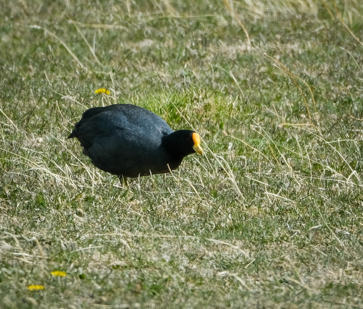 White-winged Coot - ML498202371