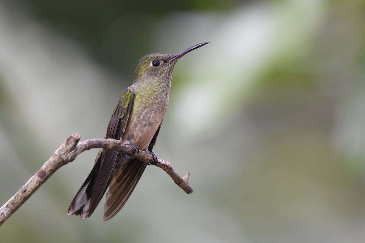 Scaly-breasted Hummingbird - ML498208761