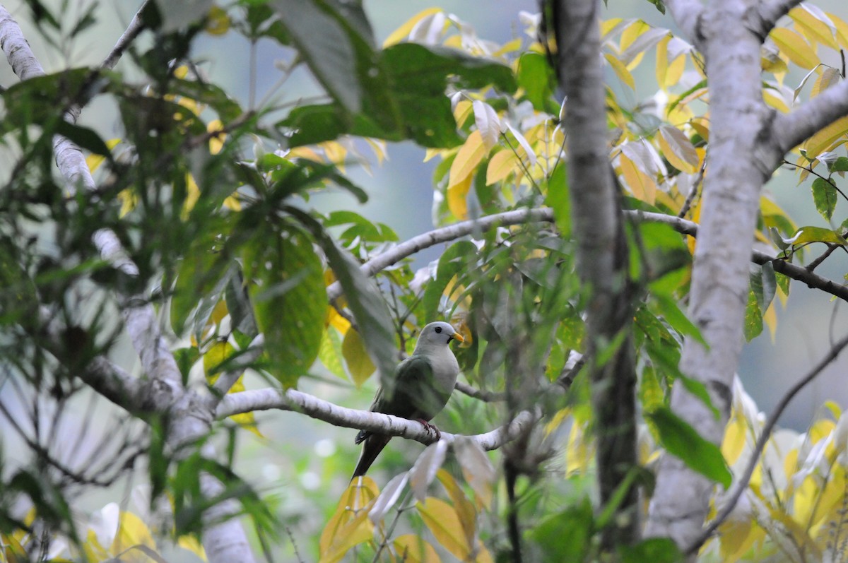 holub černobradý - ML49820931