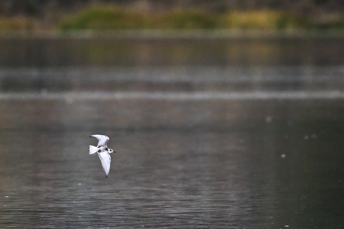 White-winged Tern - ML498211531