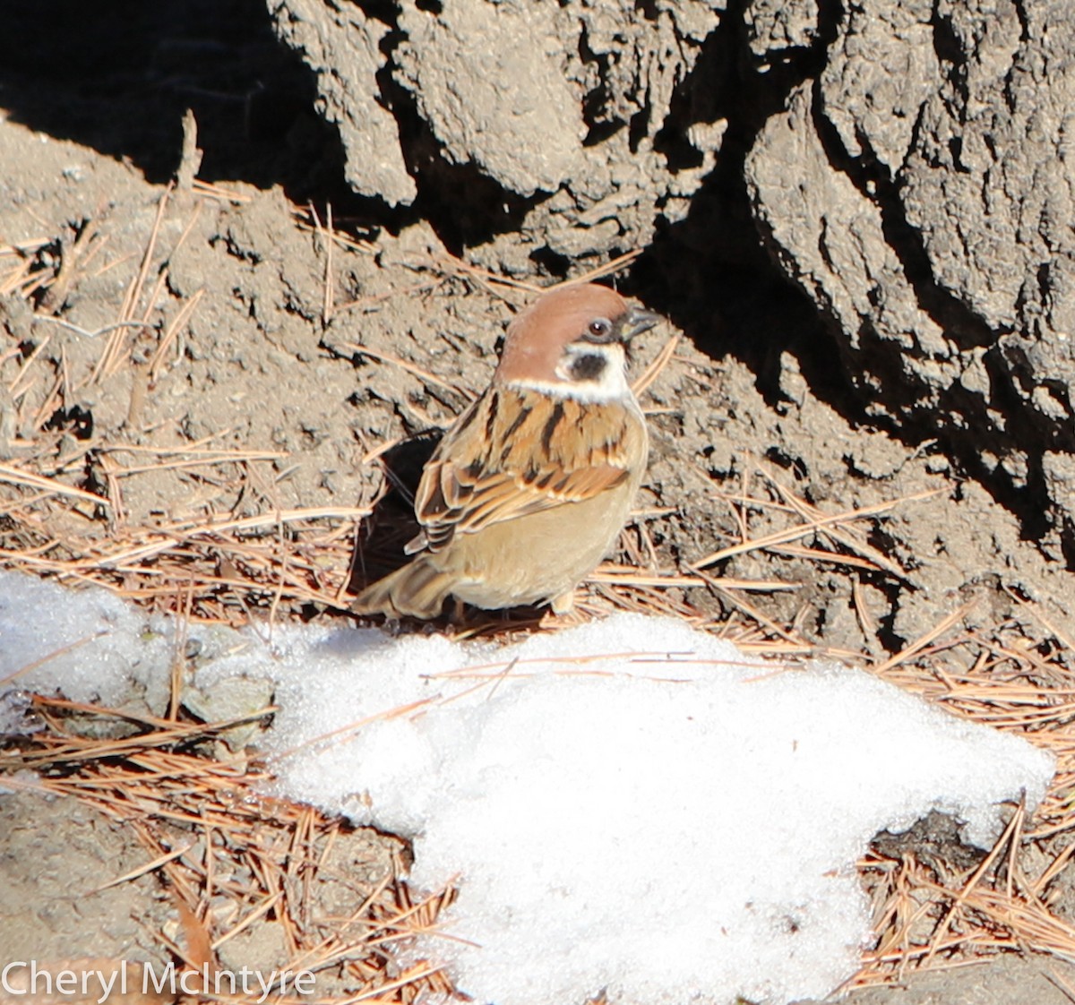 Eurasian Tree Sparrow - ML49821211