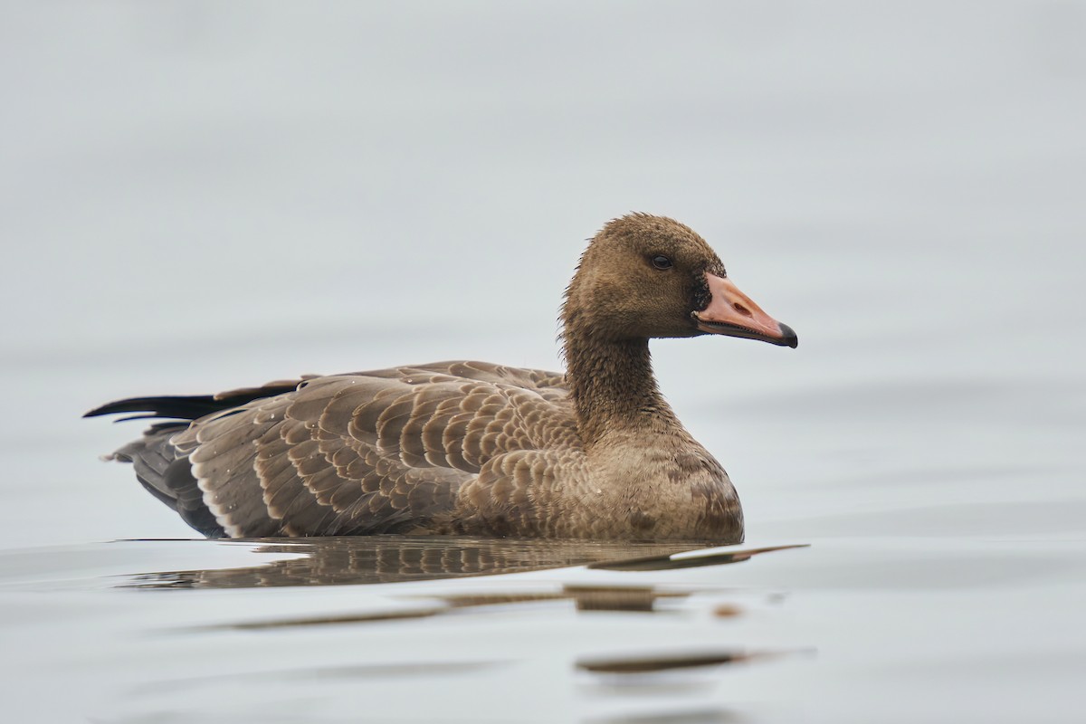 Greater White-fronted Goose - ML498212651