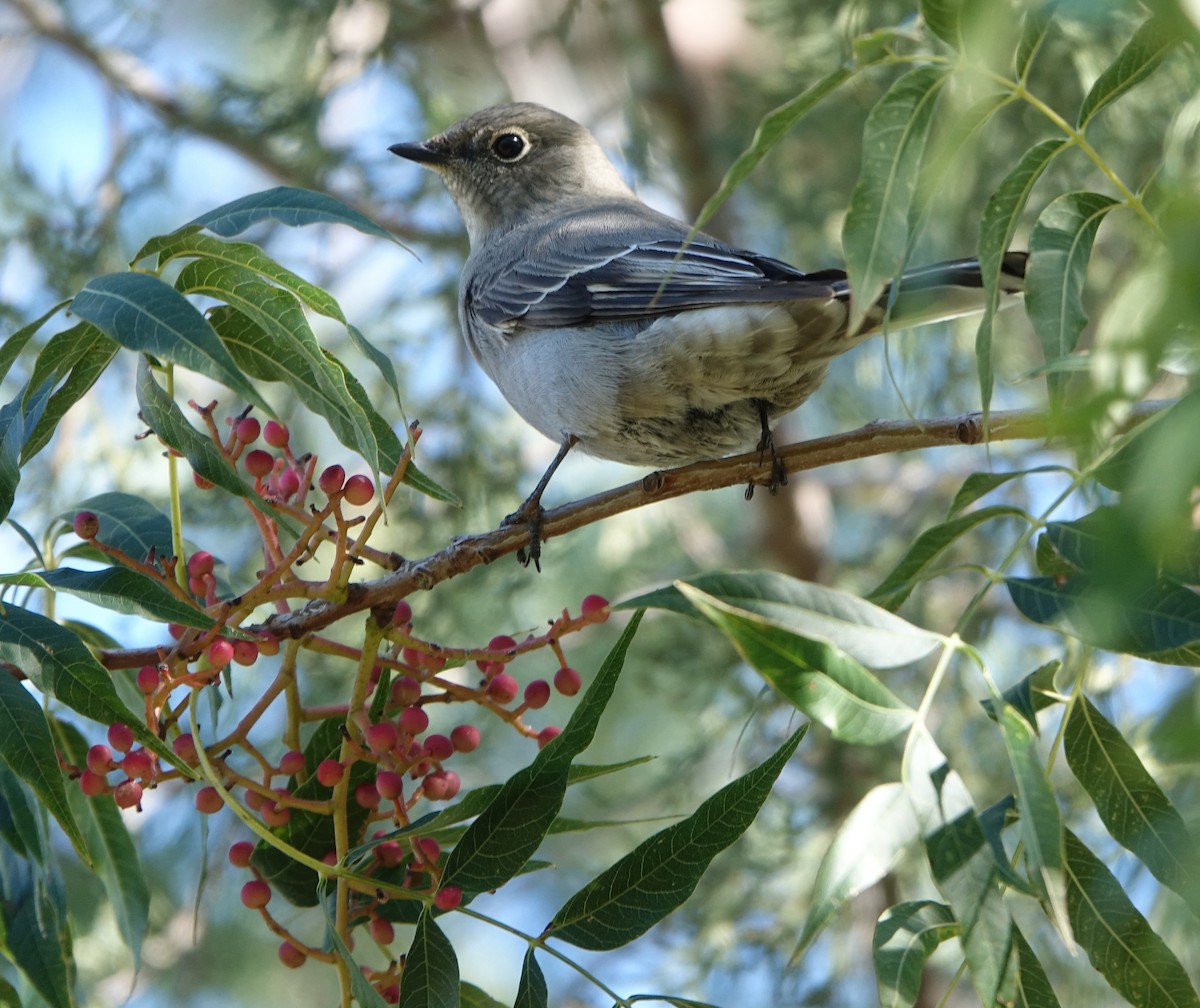 Townsend's Solitaire - ML498212751