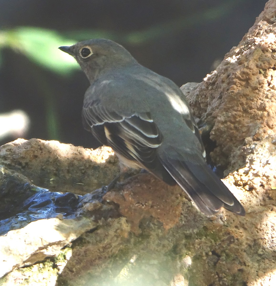 Townsend's Solitaire - ML498213751