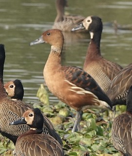 Fulvous Whistling-Duck, ML498216941