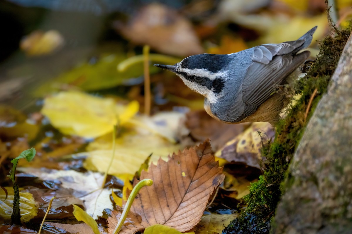 Red-breasted Nuthatch - ML498217141