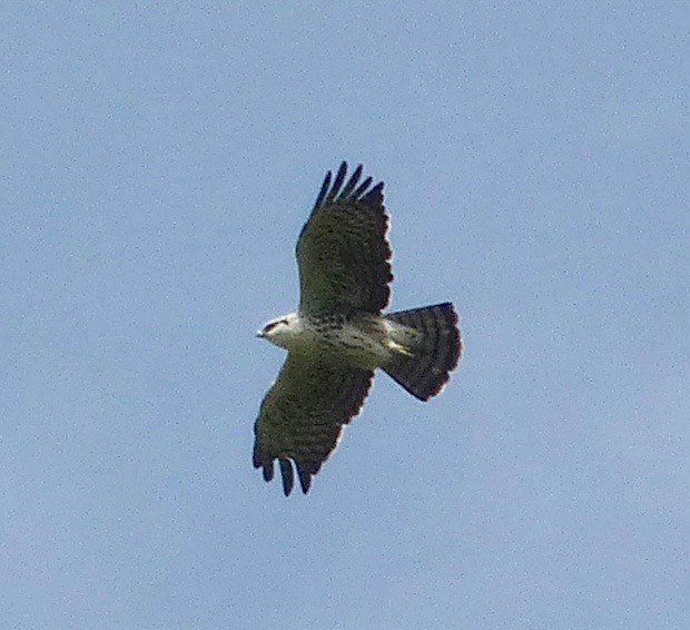 Ayres's Hawk-Eagle - ML49821821