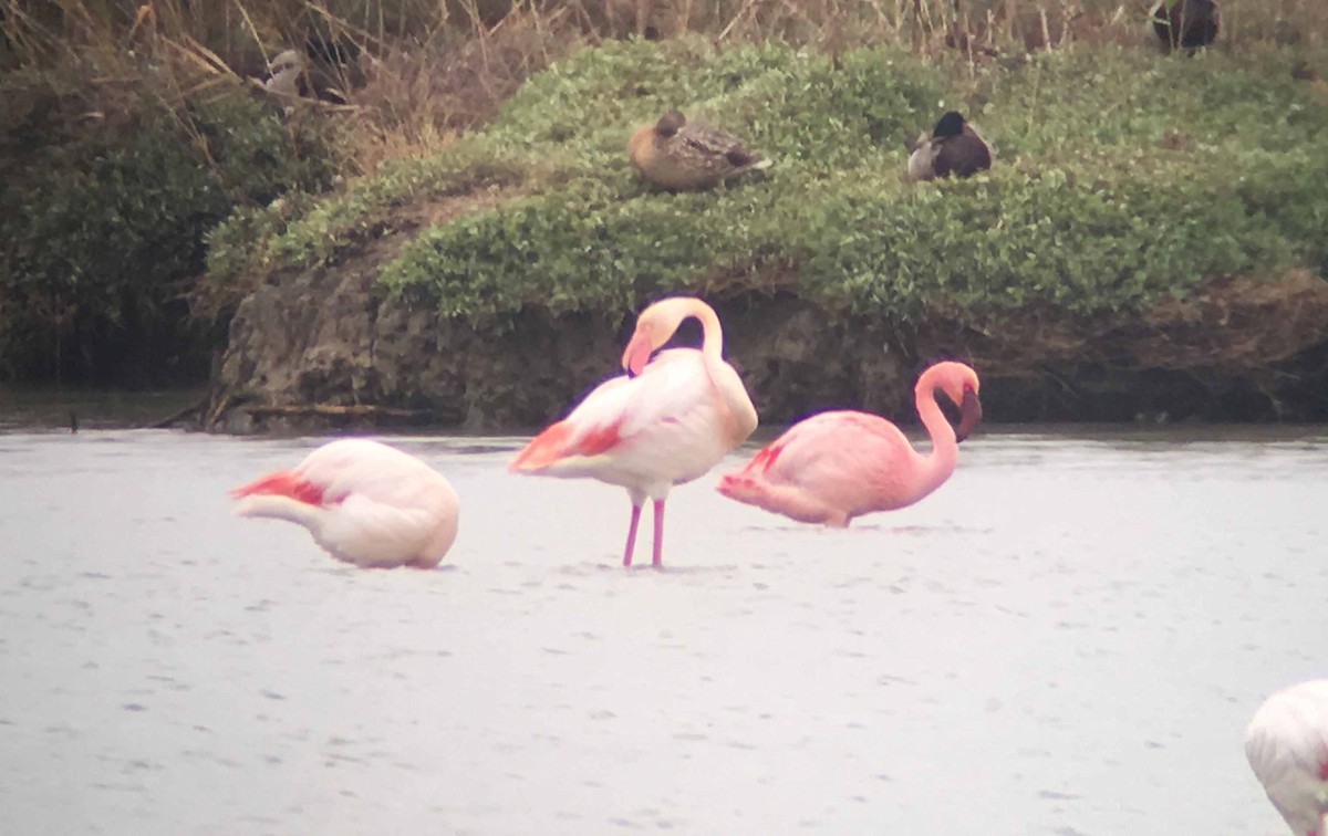 Lesser Flamingo - Gorka Gorospe
