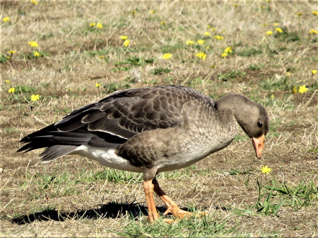 Greater White-fronted Goose - ML498225211