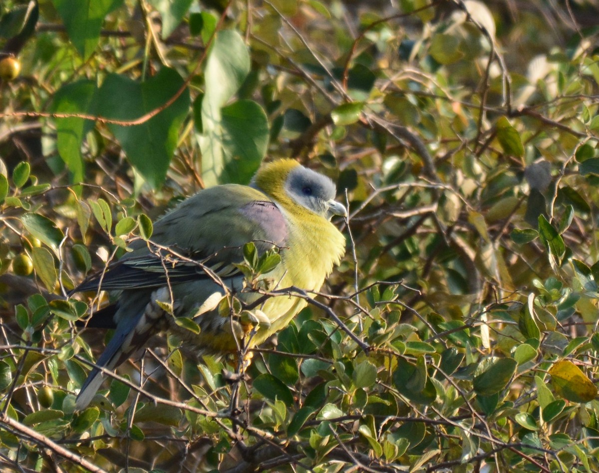 Yellow-footed Green-Pigeon - Renuka Vijayaraghavan