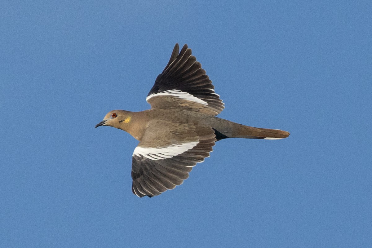 White-winged Dove - John Reynolds