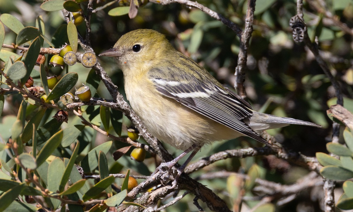 Bay-breasted Warbler - ML498228271