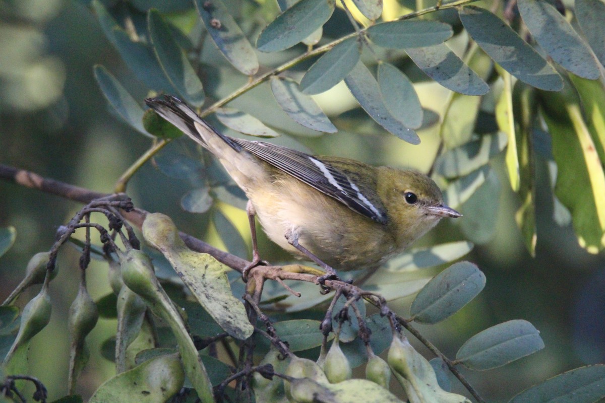 Bay-breasted Warbler - ML498228491