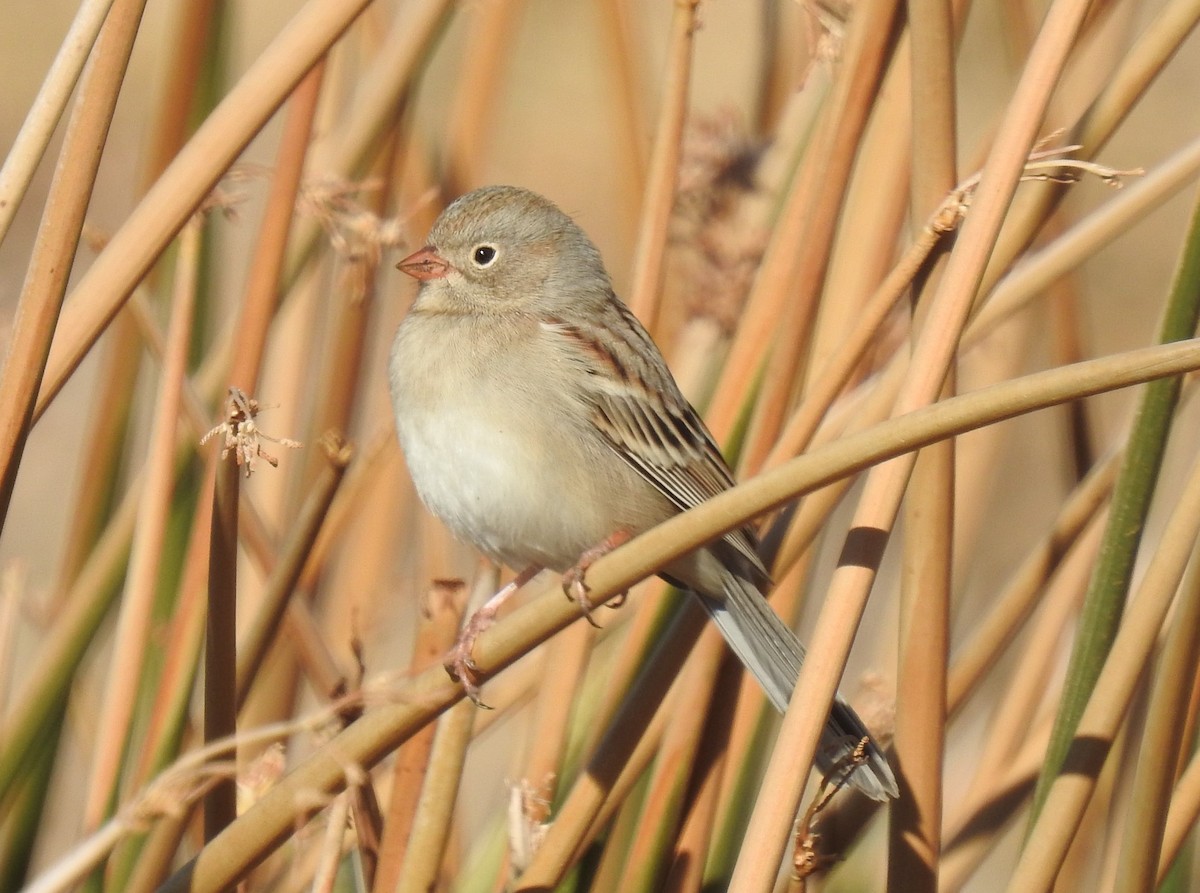 Field Sparrow - Chris Dean