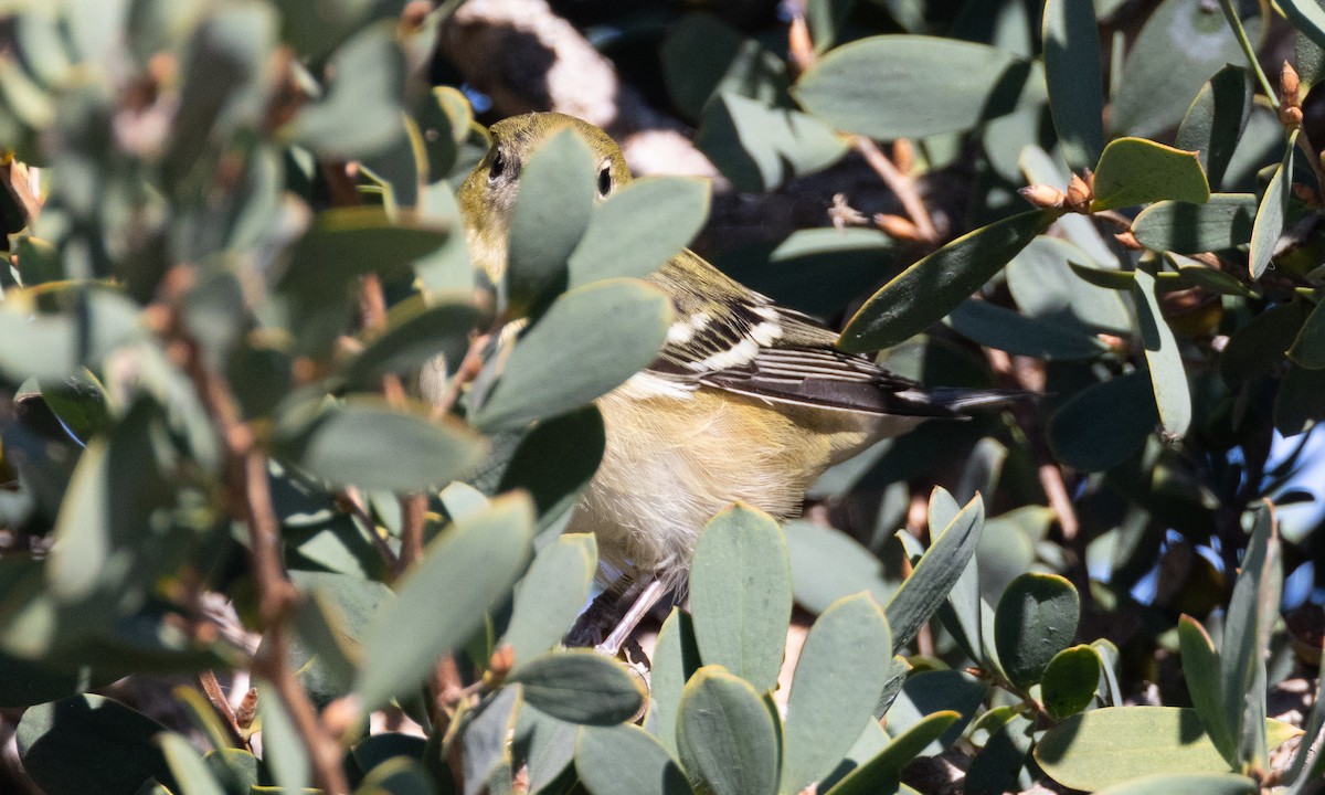 Bay-breasted Warbler - ML498232611
