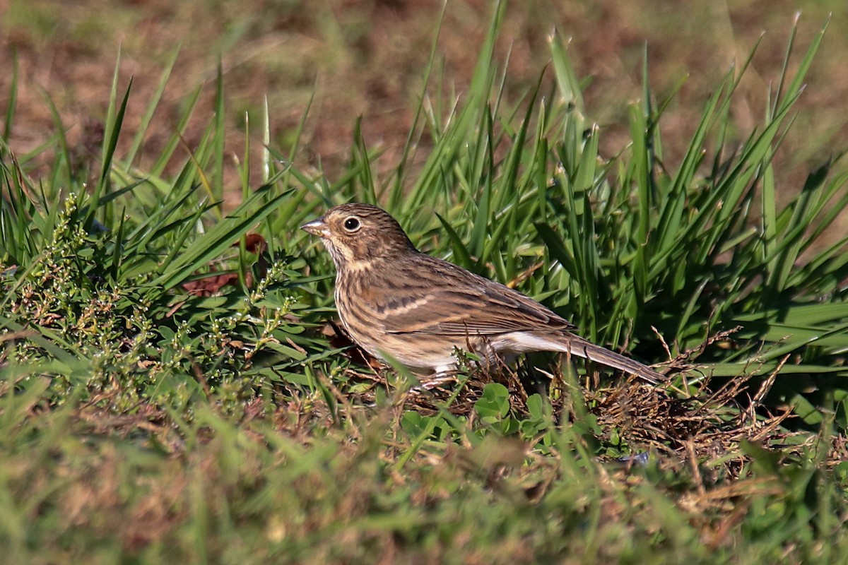 Vesper Sparrow - ML498235501