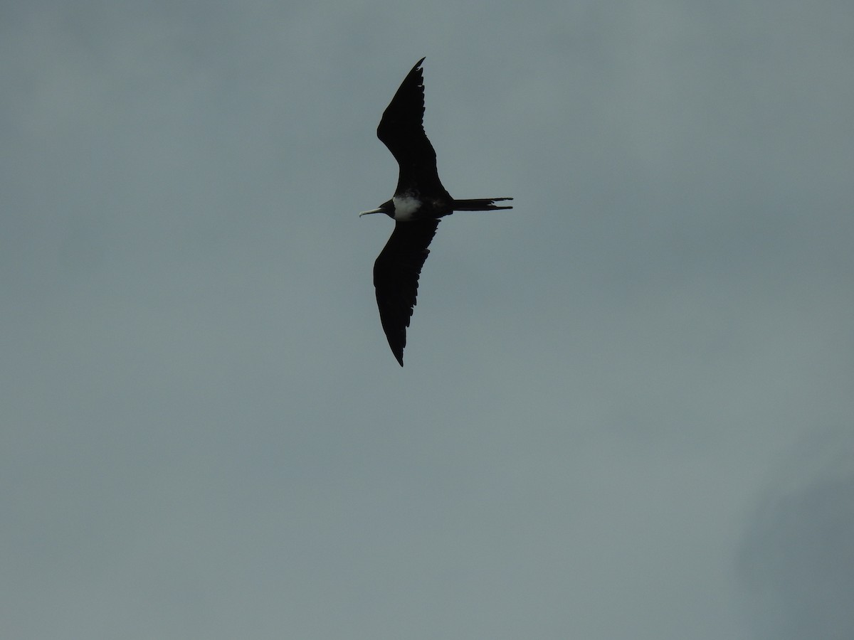 Magnificent Frigatebird - ML498236691