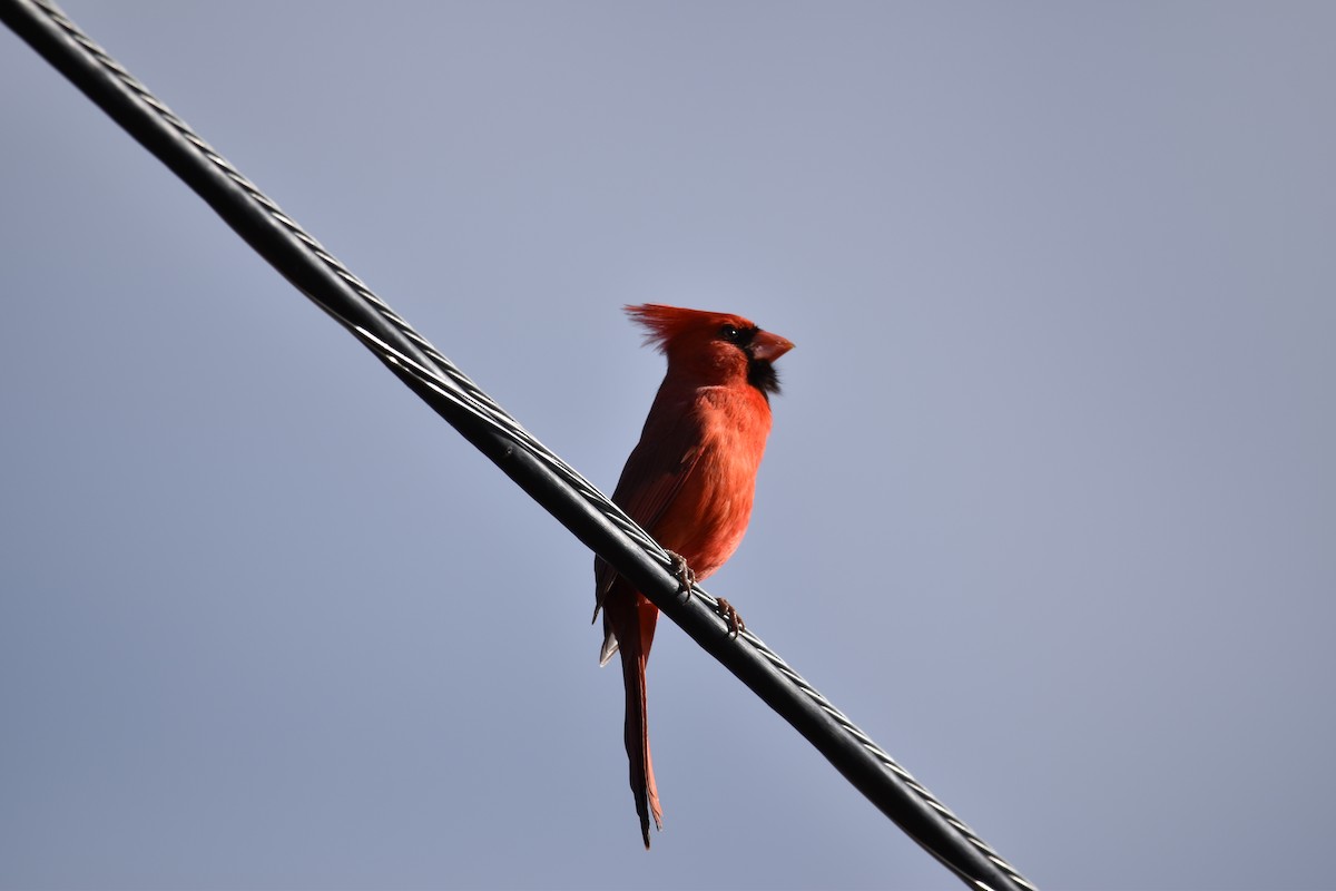 Cardinal rouge ou C. pyrrhuloxia - ML498239461