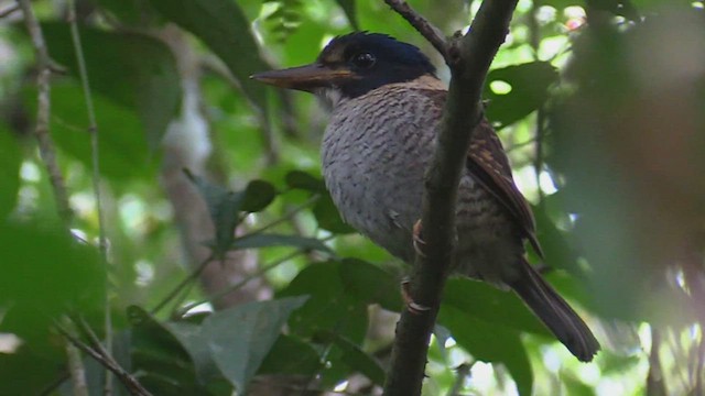 Scaly-breasted Kingfisher - ML498240641